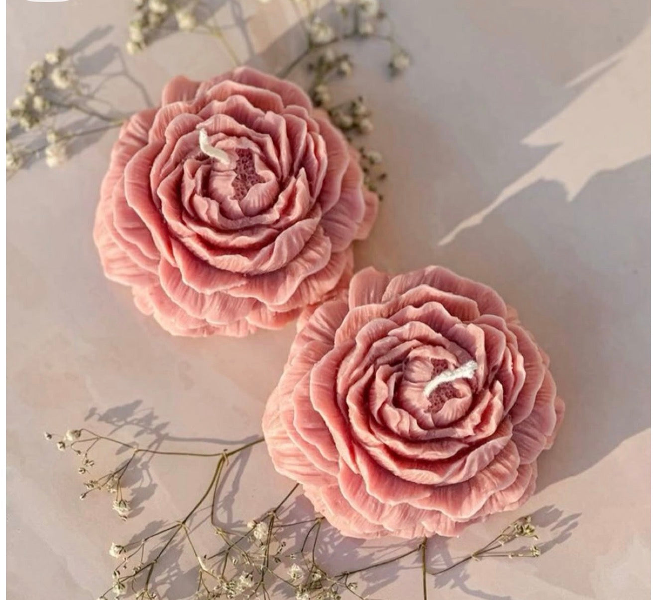 Peony Santal